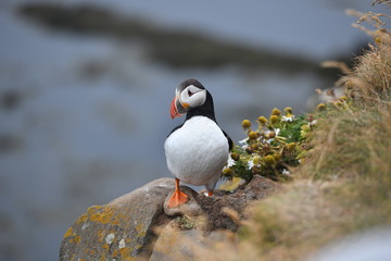 atlantic puffin or common puffin