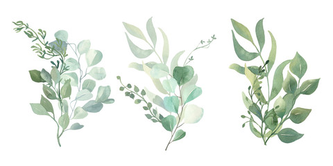 Watercolor green eucalyptus, olive  leaves. Watercolor floral illustration collection  - green leaf branches set for wedding stationary, wallpapers, background,  greetings. 
