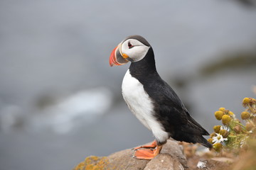 atlantic puffin or common puffin