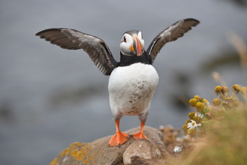atlantic puffin or common puffin