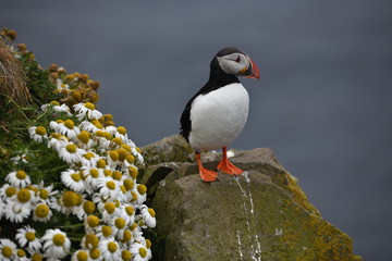 atlantic puffin or common puffin