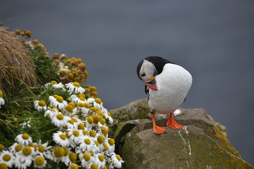 atlantic puffin or common puffin