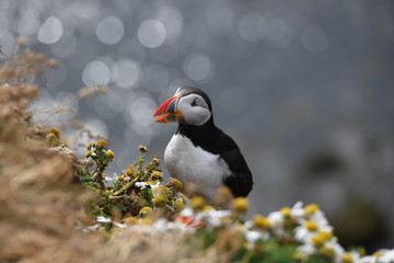 atlantic puffin or common puffin