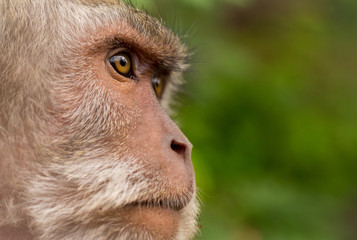 close-up of an adult monkey