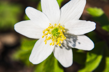 white forest flower with yellow center closeup