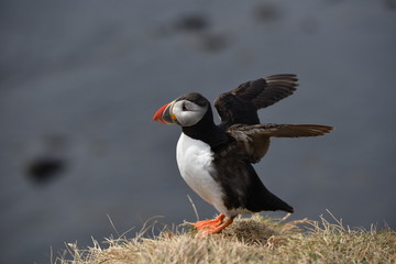 atlantic puffin or common puffin