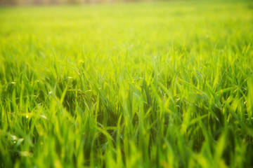 green grass background