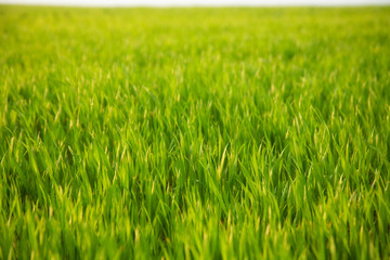 green grass field