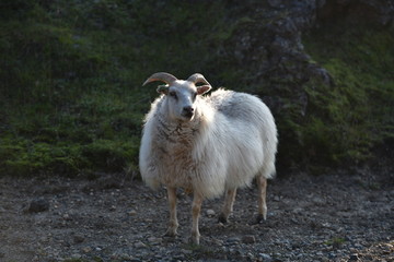 sheep in the mountains