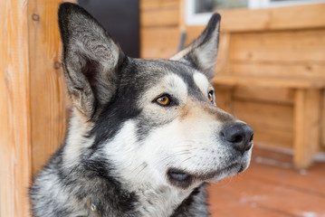 The dog looks to the side. Close-up