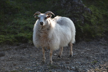 Naklejka premium sheep in a pasture