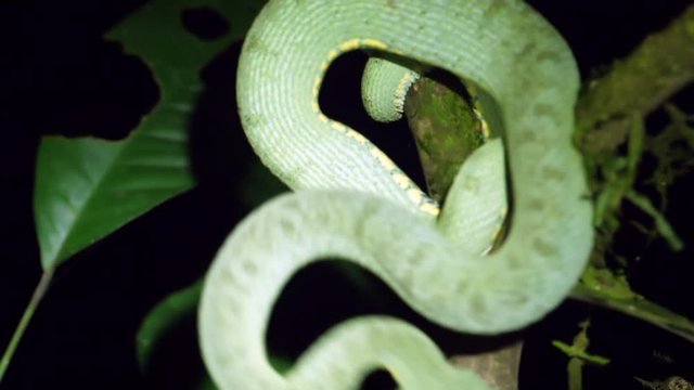 Two-striped forest pitviper (Bothriopsis bilineata) Striking in slow motion. In a tree in the rainforest understory at night in Orellana province, the Ecuadorian Amazon.