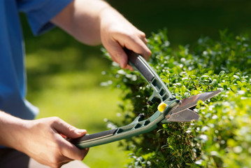Trimming hedge with shears