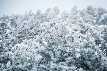 winter ice twigs