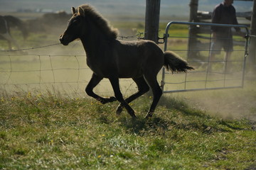 horse running in the field