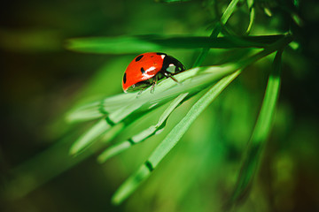 A small insect creeps along a branch on a hot summer day. Insect close-up on a blurred background