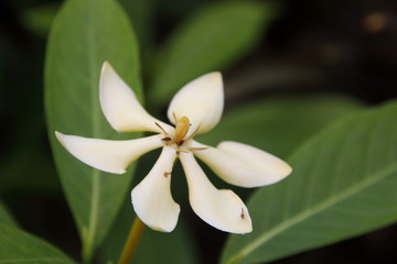 Fototapeta premium A white flower of Catunaregam tomentosa is blooming and dark blur leaves background in nature, Thailand.