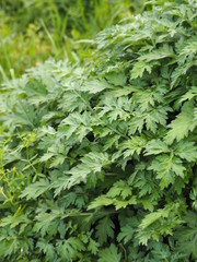 青々と茂ったヨモギの葉