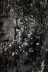 Tree Bark Texture Nature 