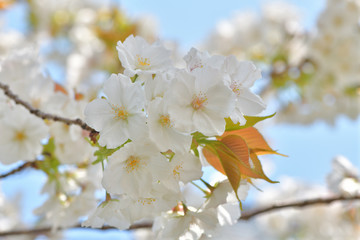ウエディグブーみたいなふんわり優しい桜の花