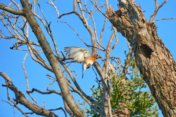 Female Eastern Bluebird (Sialia sialis) iwiht full wings spread aproching nesting hole for landing in Texas