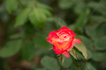 Colorful, beautiful, delicate rose in the garden