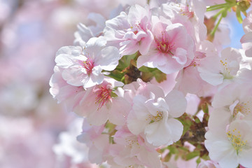 はんなり優しいピンク色の桜の花