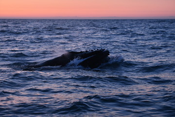 Fototapeta premium whale in the sea, iceland
