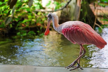 A pink roseate spoonbill bird