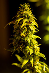 Cannabis Hemp Weed Top Bud 