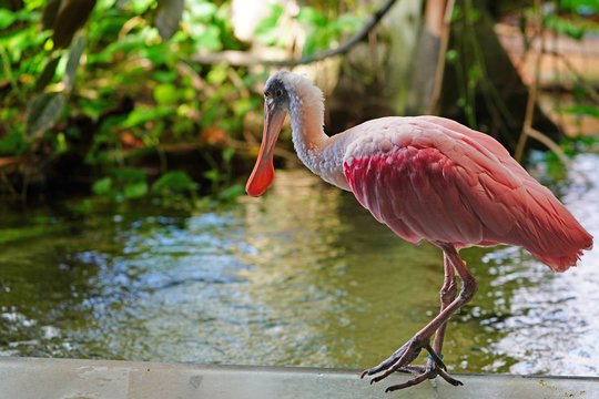 รูปภาพSpoonbill – เลือกดูภาพถ่ายสต็อก เวกเตอร์ และวิดีโอ19,538 | Adobe ...