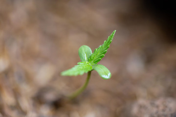 Cannabis seedlings that are sprouting in seed bags.