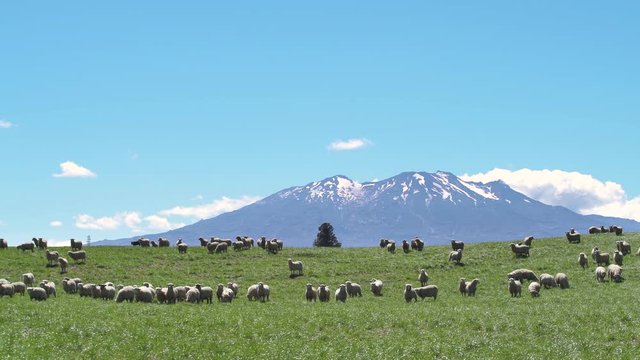 Flock Of Sheep Feeding On The Green Pasture In New Zealand With The Scenic Mount Ruapehu In The Background - Wide Shot