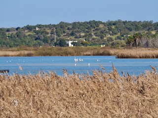 Flamingos at Beautiful lagoon Lagoa dos Salgados near Albufeira in Portugal