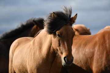 Fototapeta premium portrait of a horse