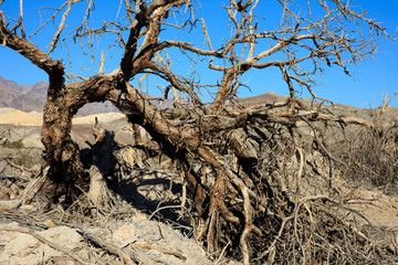 California / USA - August 22, 2015: A tree in Death Valley National Park, California, USA