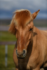 Fototapeta premium portrait of a horse