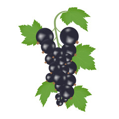 A branch of black currant with green leaves on a white background. Realistic performance.
