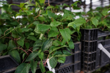 garden plants ready for season and sale, greens and vegetables