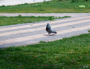 Pigeon in street after the lock down and curfew for the prevention of the pandemic Corona virus outbreak COVID-19. Pigeons are walking in the park in Eskisehir, Turkey.