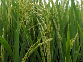 Obraz premium Rice fields - close up details of paddy plants in the fields, paddy ready to be harvested, broad paddy fields