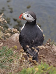 atlantic puffin or common puffin