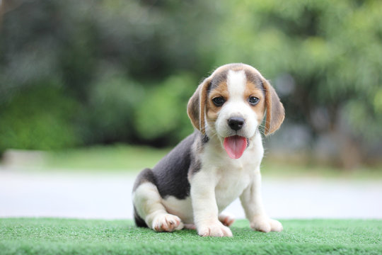Beagle puppy age two month old sitting on green grass in summer morning - Powered by Adobe
