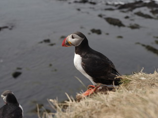 atlantic puffin or common puffin