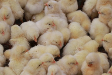 ヒヨコ © 友輔 成清