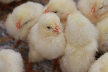 ヒヨコ © 友輔 成清