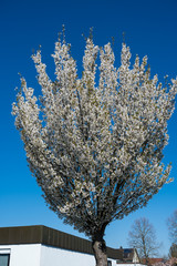  Blühender Kirschbaum
