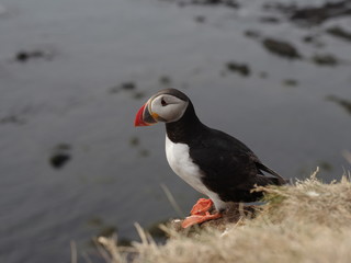 atlantic puffin or common puffin