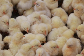 ヒヨコ © 友輔 成清