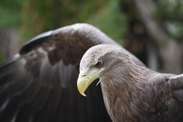 portrait of a bald eagle